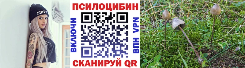 Псилоцибиновые грибы Cubensis  Купить  Новая Ладога 